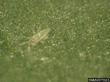 chilli thrips (Scirtothrips dorsalis ) on sweet pepper (Capsicum annuum ) - 5207023