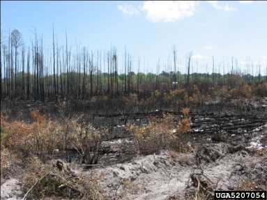 2007 Georgia wildfires,    - 5207054