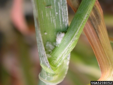 Haanchen mealybug (Trionymus haancheni ) on barley (Hordeum vulgare ) - 5208052