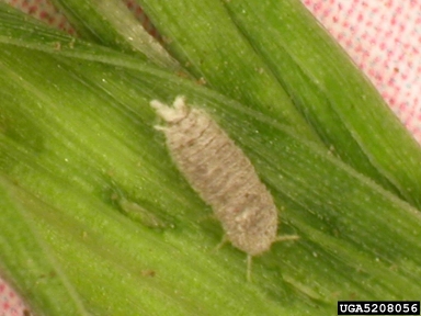 Haanchen mealybug (Trionymus haancheni ) on barley (Hordeum vulgare ) - 5208056