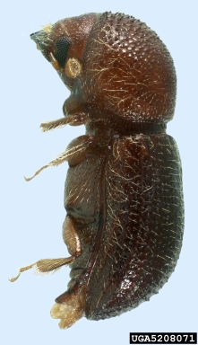 ambrosia beetle, Ambrosiodmus rubricollis  (Coleoptera: Curculionidae) - 5208071