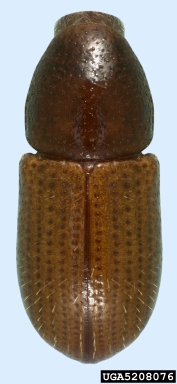 seed borer, Coccotrypes advena  (Coleoptera: Curculionidae) - 5208076