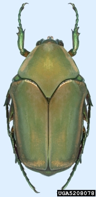 green June beetle, Cotinis nitida  (Coleoptera: Scarabaeidae) - 5208078