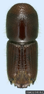 sixspined ips, Ips calligraphus  (Coleoptera: Curculionidae) - 5208082