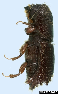eastern fivespined ips, Ips grandicollis  (Coleoptera: Curculionidae) - 5208085