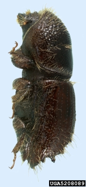 European spruce bark beetle, Ips typographus  (Coleoptera: Curculionidae) - 5208089