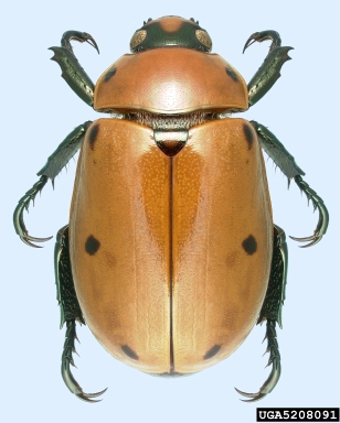 grapevine beetle, Pelidnota punctata  (Coleoptera: Scarabaeidae) - 5208091