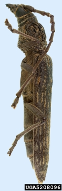 mango long-horned beetle, Rhytidodera bowringii  (Coleoptera: Cerambycidae) - 5208096