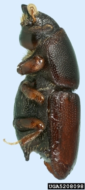 smaller European elm bark beetle, Scolytus multistriatus  (Coleoptera: Curculionidae) - 5208098