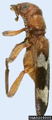 checkered beetle, Thanasimus dubius  (Coleoptera: Cleridae) - 5209005