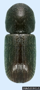 ambrosia beetle, Xyleborus atratus  (Coleoptera: Curculionidae) - 5209010