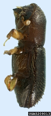 fruit-tree pinhole borer, Xyleborinus saxeseni  (Coleoptera: Curculionidae) - 5209013