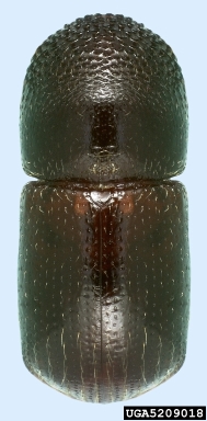 black stem borer, Xylosandrus germanus  (Coleoptera: Curculionidae) - 5209018