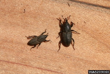 billbugs, Sphenophorus spp.  (Coleoptera: Curculionidae) - 5209060