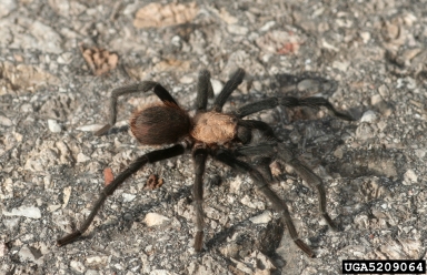 Oklahoma brown tarantula, Aphonopelma hentzi  (Araneae: Theraphosidae) - 5209064