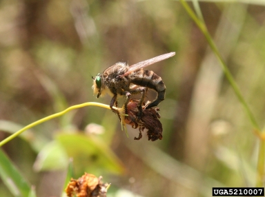 robber flies, Efferia spp.  (Diptera: Asilidae) - 5210007