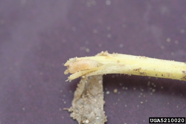 seedcorn maggot (Delia platura ) on onions (Allium spp. ) - 5210020