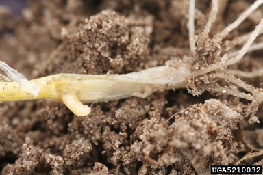 seedcorn maggot (Delia platura ) on onions (Allium spp. ) - 5210032