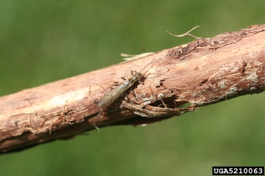 boreal stripetail, Isoperla transmarina  (Plecoptera: Perlodidae) - 5210063