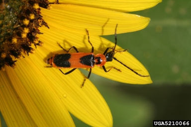 goldenrod solider beetle, Chauliognathus pensylvanicus  (Coleoptera: Cantharidae) - 5210066