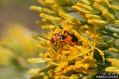 Colorado plains soldier beetle, Chauliognathus basalis  (Coleoptera: Cantharidae) - 5210069