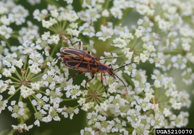 margined leatherwing, Chauliognathus marginatus  (Coleoptera: Cantharidae) - 5210070
