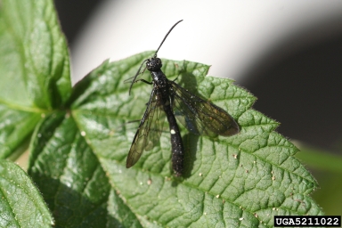 rose stem sawfly, Hartigia trimaculata  (Hymenoptera: Cephidae) - 5211022