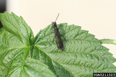 rose stem sawfly, Hartigia trimaculata  (Hymenoptera: Cephidae) - 5211023