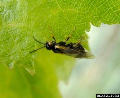 birch leafminer (Fenusa pusilla ) on paper birch (Betula papyrifera ) - 5211033