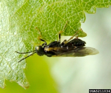 birch leafminer (Fenusa pusilla ) on paper birch (Betula papyrifera ) - 5211034
