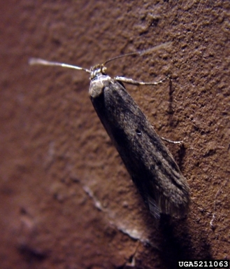whiteshouldered house moth, Endrosis sarcitrella  (Lepidoptera: Oecophoridae) - 5211063