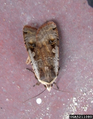 large yellow underwing, Noctua pronuba  (Lepidoptera: Noctuidae) - 5211080