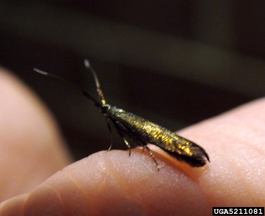 casebearer moths, Coleophora spp.  (Lepidoptera: Coleophoridae) - 5211081