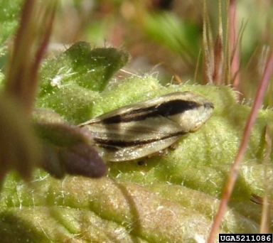 meadow spittlebug (Philaenus spumarius ) on yellow glandweed (Parentucellia viscosa ) - 5211086