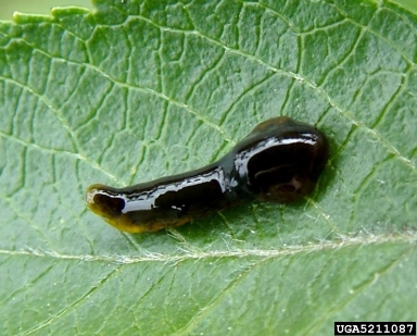 pear sawfly (Caliroa cerasi ) on hawthorn (Crataegus spp. ) - 5211087