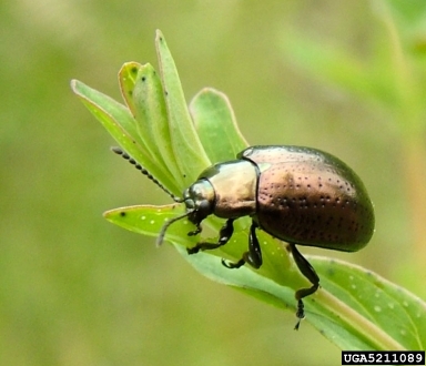 klamathweed beetle (Chrysolina quadrigemina ) on common St. Johnswort (Hypericum perforatum ) - 5211089