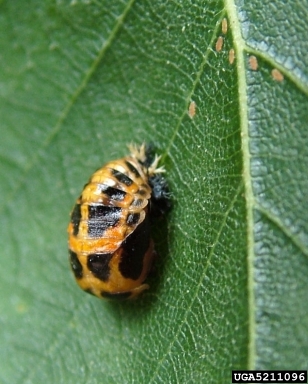 multicolored Asian lady beetle, Harmonia axyridis  (Coleoptera: Coccinellidae) - 5211096