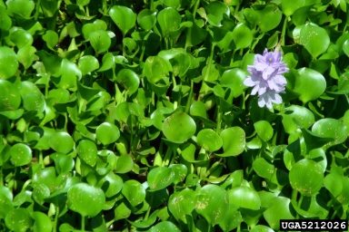waterhyacinth, Eichhornia crassipes  (Liliales: Pontederiaceae) - 5212026