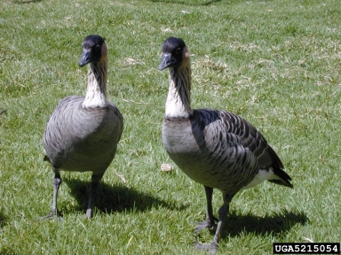 Hawaiian goose, Branta sandvicensis  (Anseriformes: Anatidae) - 5215054