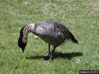 Hawaiian goose, Branta sandvicensis  (Anseriformes: Anatidae) - 5215055