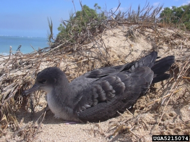 wedge-tailed shearwater, Puffinus pacificus  (Ciconiiformes: Procellariidae) - 5215074