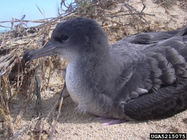 wedge-tailed shearwater, Puffinus pacificus  (Ciconiiformes: Procellariidae) - 5215075