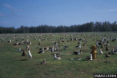 Laysan albatross, Phoebastria immutabilis  (Ciconiiformes: Diomedeidae) - 5215084
