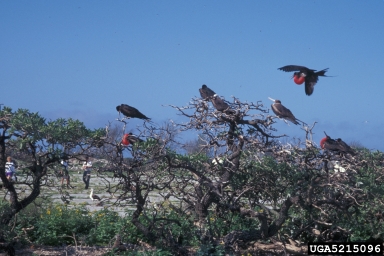 great frigatebird, Fregata minor  (Ciconiiformes: Fregatidae) - 5215096