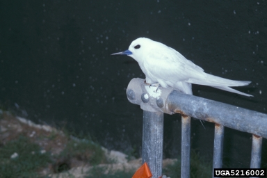 angel tern, Gygis alba  (Ciconiiformes: Laridae) - 5216002