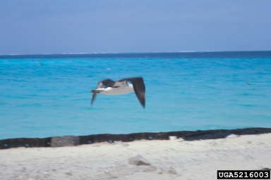 Laysan albatross, Phoebastria immutabilis  (Ciconiiformes: Diomedeidae) - 5216003