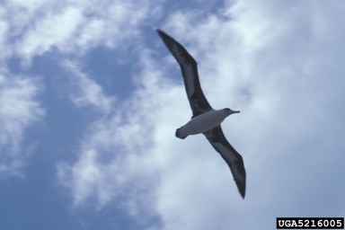 Laysan albatross, Phoebastria immutabilis  (Ciconiiformes: Diomedeidae) - 5216005