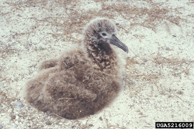 Laysan albatross, Phoebastria immutabilis  (Ciconiiformes: Diomedeidae) - 5216009