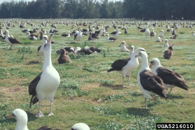 Laysan albatross, Phoebastria immutabilis  (Ciconiiformes: Diomedeidae) - 5216010