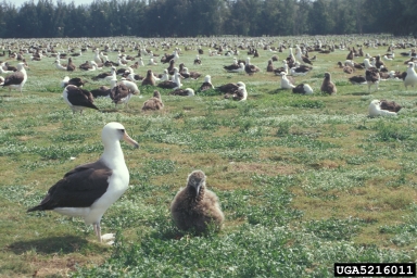 Laysan albatross, Phoebastria immutabilis  (Ciconiiformes: Diomedeidae) - 5216011